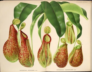 Nepenthes henryana & Nepenthes lawrenciana - L’Illustration horticole (1882)